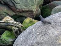 Felsentaube am Ufergestein - São Miguel